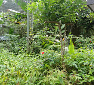 Poring Hot Springs - Schmetterlingsgarten