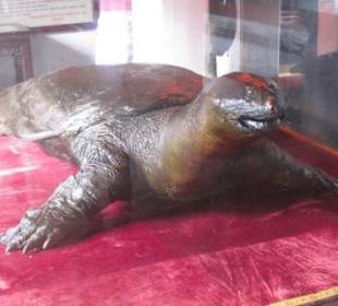 Sagenhafte Schildkröte