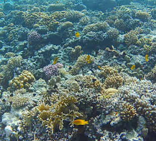 Schnorcheln Hurghada