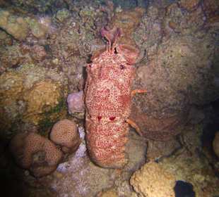 Bärenkrebs (Clam-Digger)