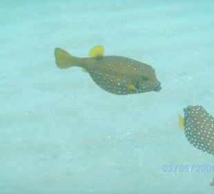 Unter Wasser beim Schnorcheln