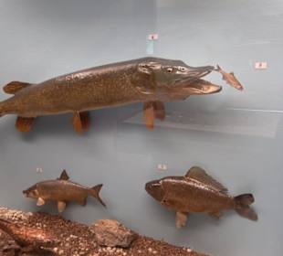 Natur- und Jagdmuseum