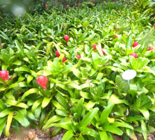 Botanischer Garten Puerto de la Cruz