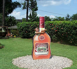 Jamaica rum