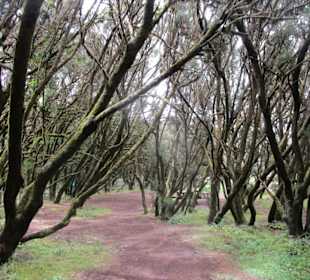  Besucherzentrum Nationalpark Garajonay