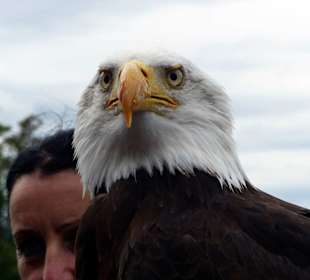 Weißkopf-Seeadler