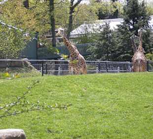 Giraffen