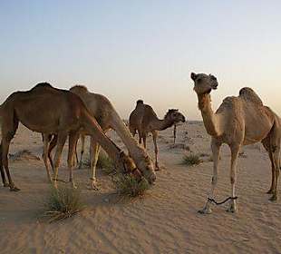 Kamelen in de woestijn