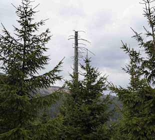 Berg Schneekoppe/Śnieżka