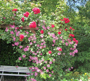 Rosengarten Zweibrücken
