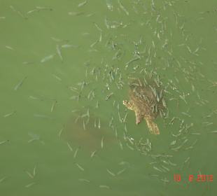 Riesenschildkröten im neuen Hafen