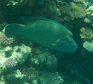 Napoleon am Bananenriff