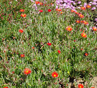 Impressionen aus dem Botanischen Garten Cagliari