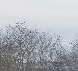 Wandern Ingelheim am Rhein