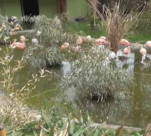 Südamerikabereich - Flamingos