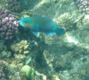 Schnorcheln im Hausriff