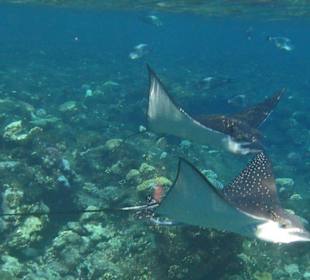 Adlerrochen beim Schnorcheln