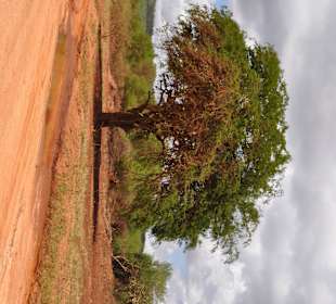 Tsavo West
