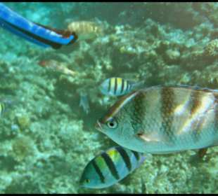 Fische vor Little Magawish Island
