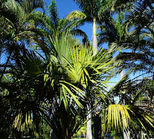 Spaziergang durch den Botanischen Garten Mascarin