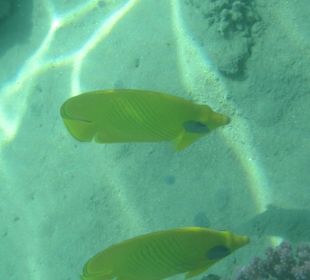 Unterwasserwelt am Hausriff