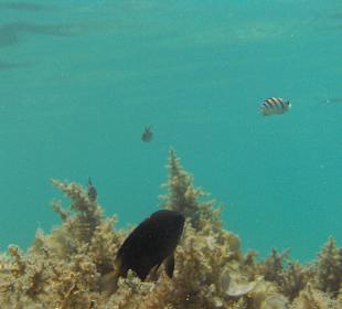Underwater world of the hotel beach