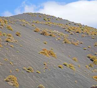 Auf den alten Vulkanen wächs es wieder