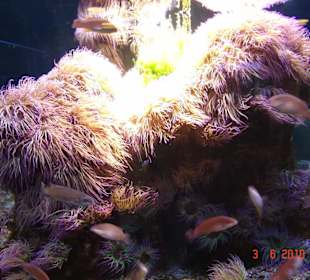 Meereskundemuseum Stralsund