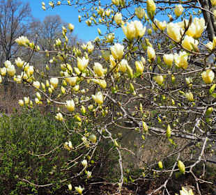 Magnolien