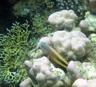 Korallenwächter mit Beute