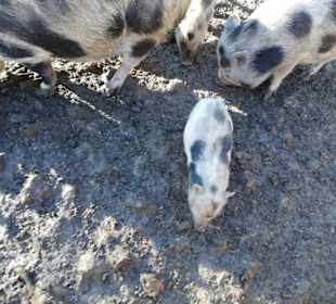 Schweine