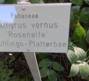 Staudengarten - Berggarten