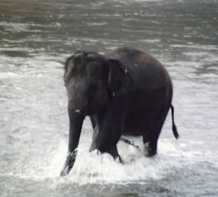 Babyelefant im Elefantencamp nördlich von Chiang Mai