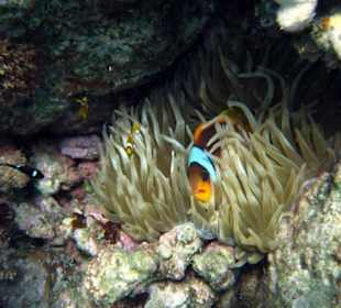 Hausriff Gorgonia Beach