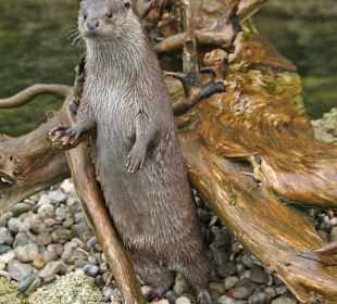 Fischotter