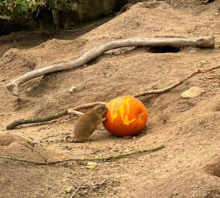 Wildlands Zoo in Emmen 