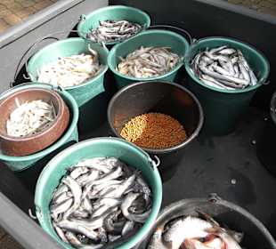 Essen für Pinguine, Pelikane usw.