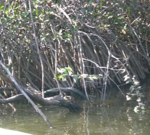 Makrovenwälder am Flussrand