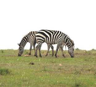 Zebra`s 
