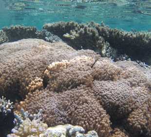 Schnorcheln Makadi Bay