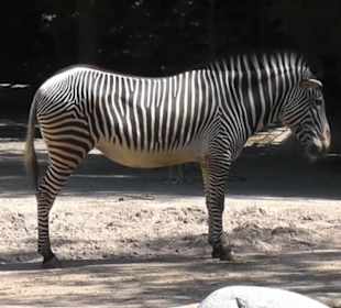 Zebra