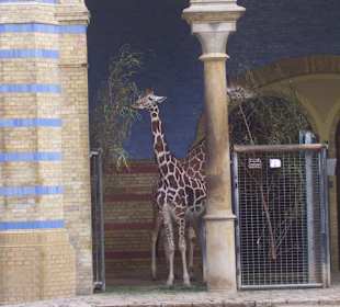 Berliner Zoo