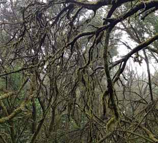Landschaft von La Gomera