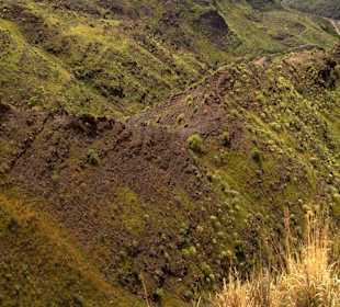 Roślinność Gór Gran Canaria