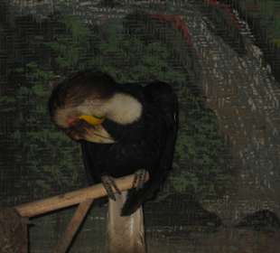 Raubvogel