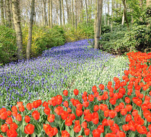 Парк Кекенхоф в Голандии