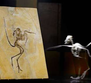 Archaeopteryx und Modell