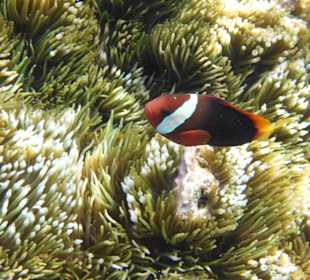 Schnorcheln Raja Ampat