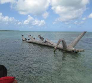 Pelikane und Fregattvögel