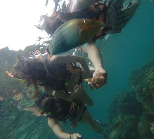 Nurkowanie ko phi phi